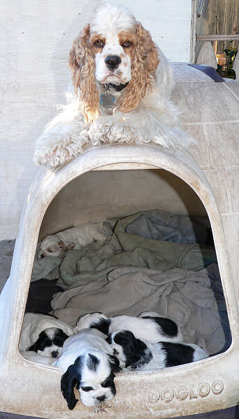 Joanna guards the sleeping Cocker Spaniel puppies