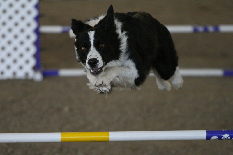 Border Collie in agility
