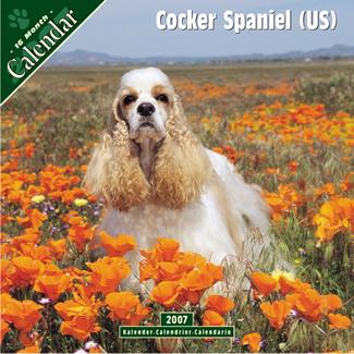 Casey on the cover of a Cocker calendar