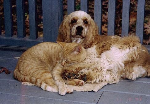 Cocker Spaniels and cats do sometimes make good friends