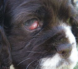 Cocker Spaniel puppy with a cherry eye