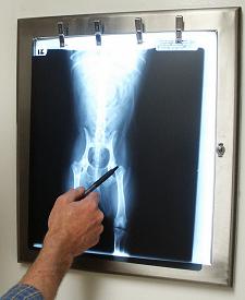 Our Vet Looking At A Hip X-Ray