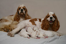 Photos of Joanna & Dodger's pups