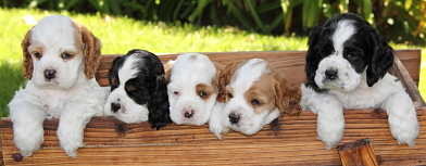 Click here to see pictures of my final litter of puppies