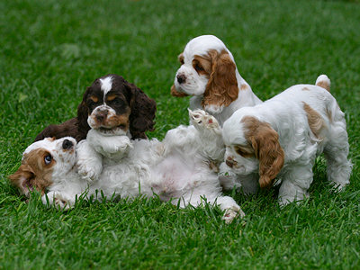 pictures of puppies playing. Joanna#39;s Puppies