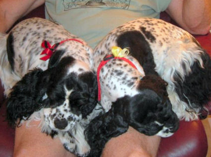 heavily ticked Cocker Spaniels