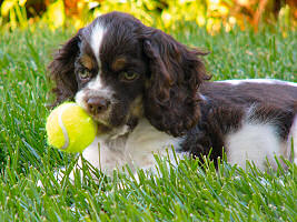Cocker puppy with tennis ball