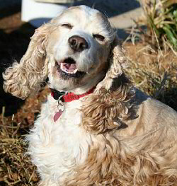 A merry Cocker Spaniel