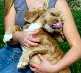 Rescued Cocker after getting his matted coat shaved off