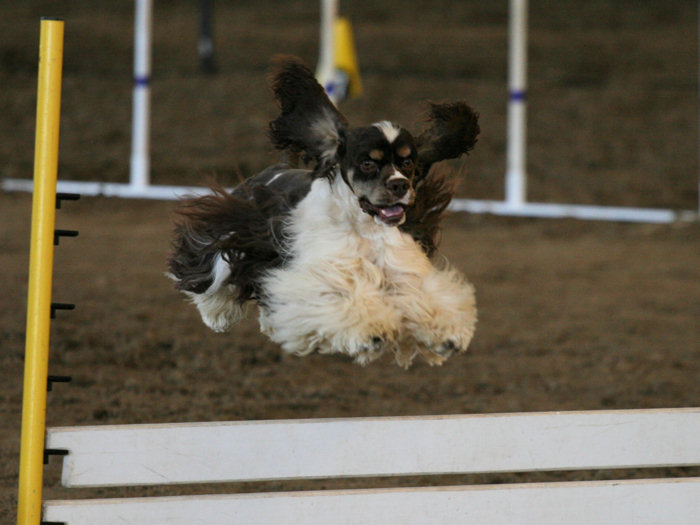 chocolate parti Cocker competing in agility