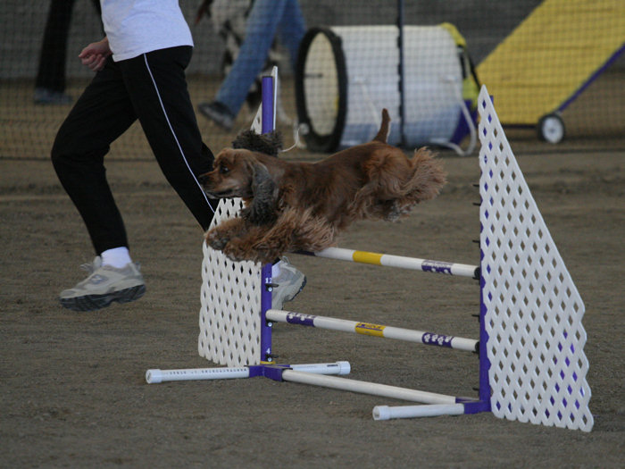 A sable colored Cocker in mid-air