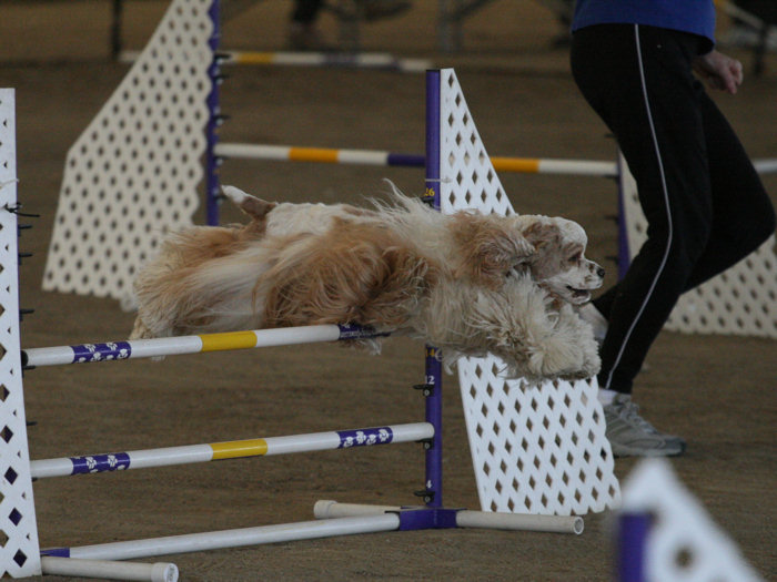 Casey, a red & white parti, competes in agility