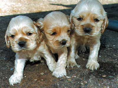 photo of 3 buff Cocker Spaniel puppies