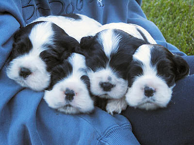 photo of 3 week old Cocker Spaniel puppies