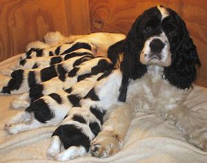 Abby with six 19-day-old puppies