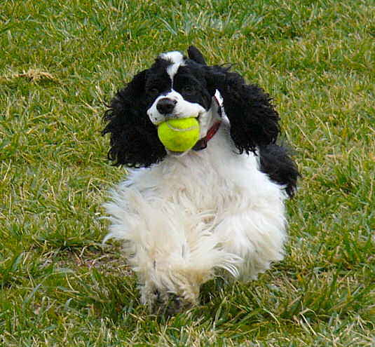 Dodger's mom, Abby