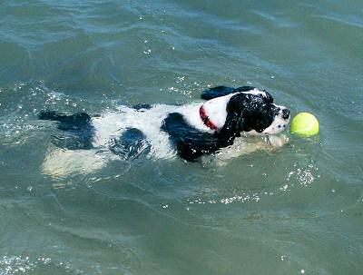 Abby swimming at Port San Luis harbor