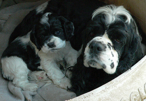 Cocker Spaniel sisters