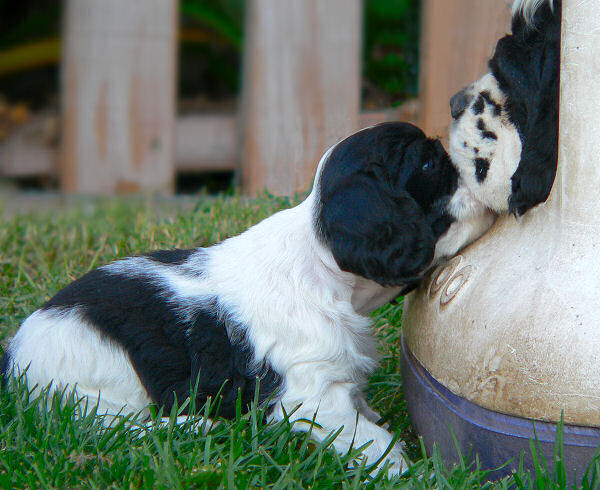 Cocker Spaniel Puppy picture