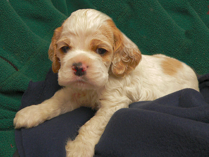 picture of almost five week old Cocker Spaniel puppy