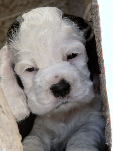 5 week old Cocker Spaniel puppy