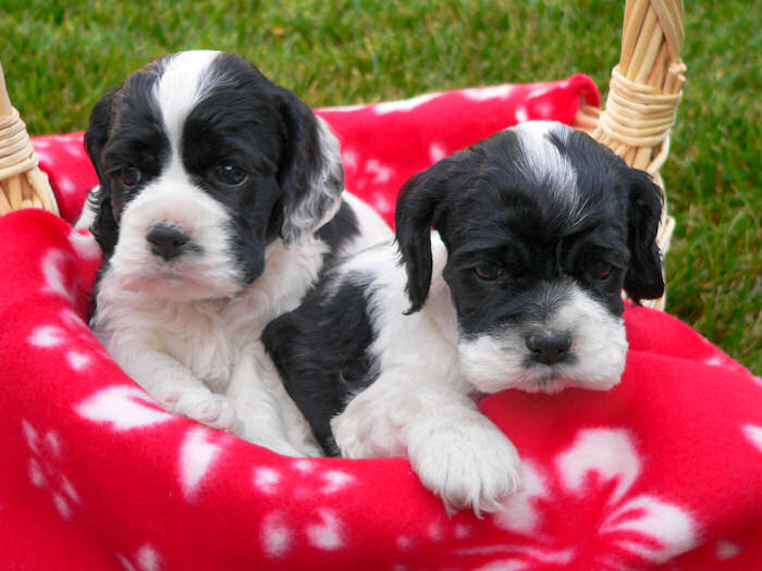 Cocker Spaniel puppies in basket