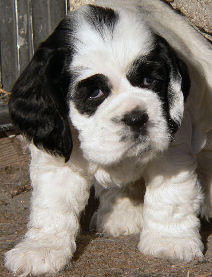 photo of five week old Cocker Spaniel puppy