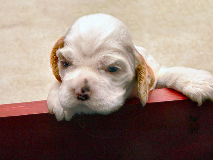 Three week old Cocker puppy poses for a portrait