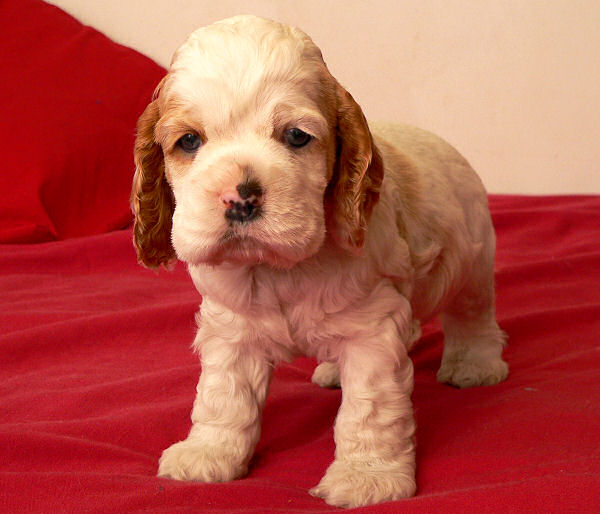 red and white parti colored Cocker Spaniel puppy