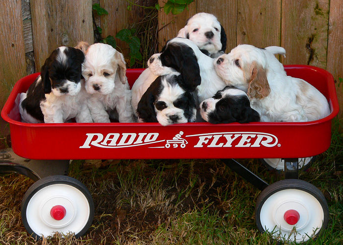 Six week old Cocker Spaniel puppies