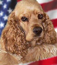 Photo of an American Cocker Spaniel