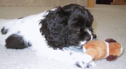 Bailey playing with a toy