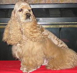buff colored Cocker Spaniel with full coat