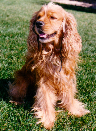 solid red American Cocker Spaniel