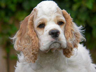 red and white Cocker puppy