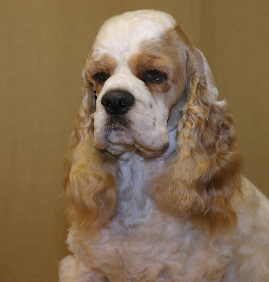 Dodger - A red and white parti color American Cocker Spaniel