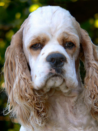 A June 2005 photo of Dodger, our future stud dog