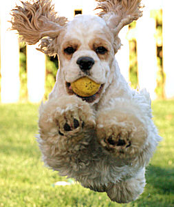 Dodger Jumping over a short obstacle with a ball in his mouth