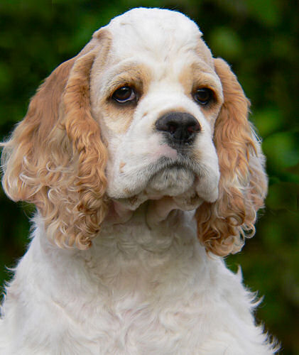 Our red and white male, Dodger