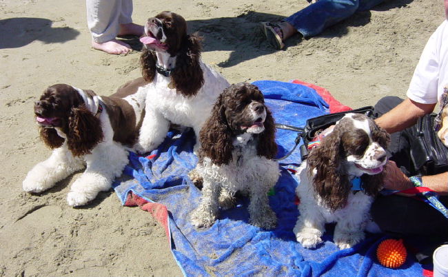 chocolate Cocker Spaniels