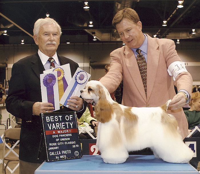 stacked red and white Cocker Spaniel show dog