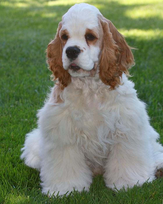 Red & White Cocker Spaniel