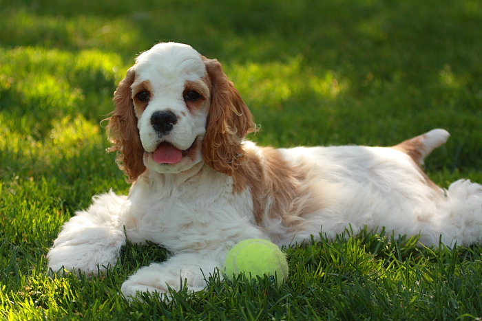 Haylee with a tennis ball