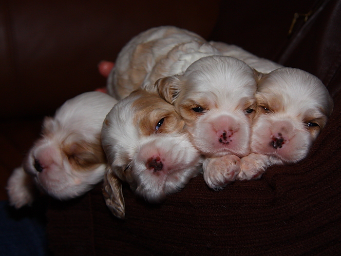 3 week old Cocker Spaniel puppies