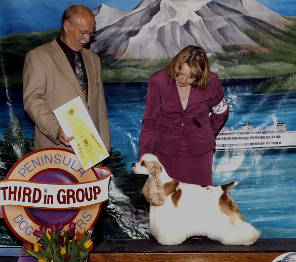 Champion red and white parti Cocker Spaniel