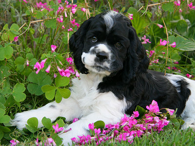 8 week old Cocker Spaniel puppy