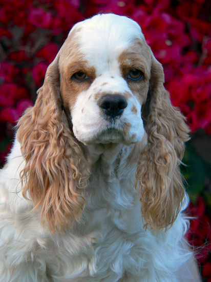 Red and white parti Cocker Spaniel