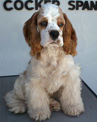 Joanna - A Red and White Parti Color American Cocker Spaniel