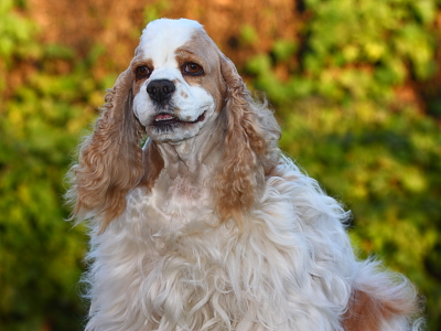 red and white parti Cocker Spaniel