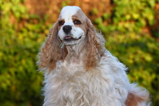 Our red and white parti girl